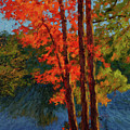 Burr Pond Tree