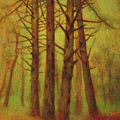 Campbell Falls Forest
