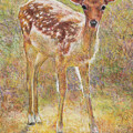 Sunlit Fawn